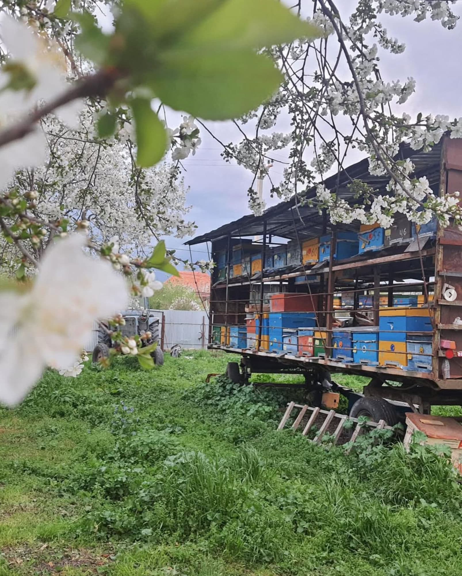 Çiçəkləyən ağacların arasında lapet üzərində arı pətəkləri — Oğuzda yaz mövsümünün başlanğıcı